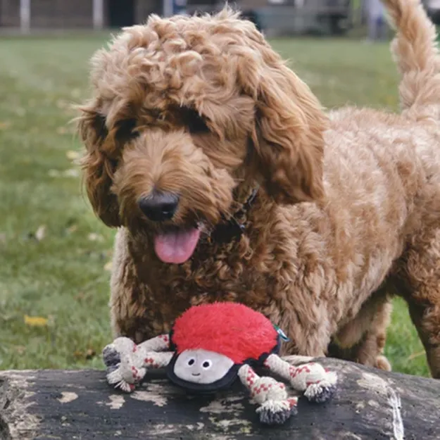 Hund med Spindeln från Beco