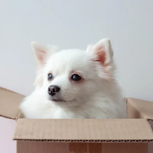 Bild på Frakt till diplom, protokoll och prisrosetter