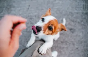 Bild för kategori Hundgodis