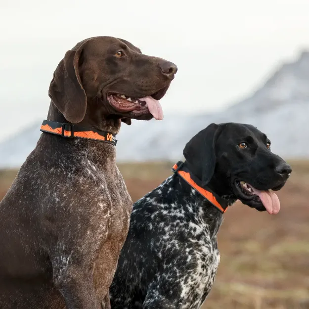 Bild på Non-stop dogwear Trail Quest collar - halsband med klickspänne orange