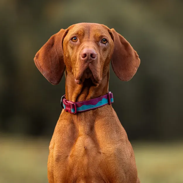 Trail Quest Collar i färgen vinröd/teal