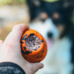 Fyll din Non-stop Dog throw toy med gottig blötmat