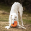 Hundfrisbeen passar även stora hundar som en borsoi
