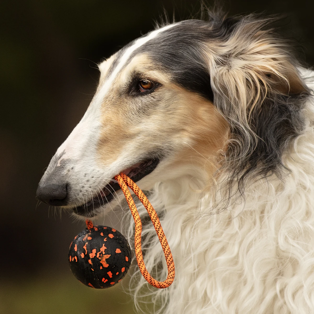 Dog ball on rope i munnen på en borsoi