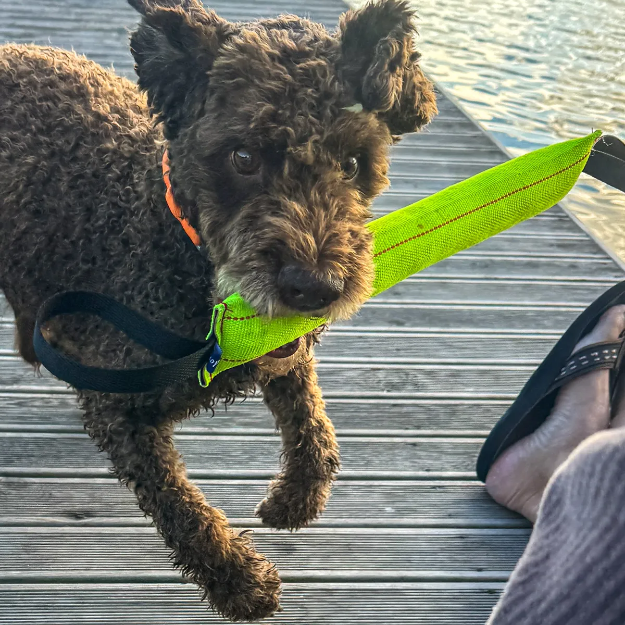 Hunden Charlie springer på en brygga med bitstocken i munnen