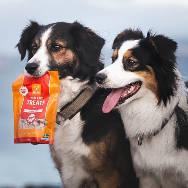 Två fina hundar varav den ena har en påse frystorkat nötgodis från Mush
