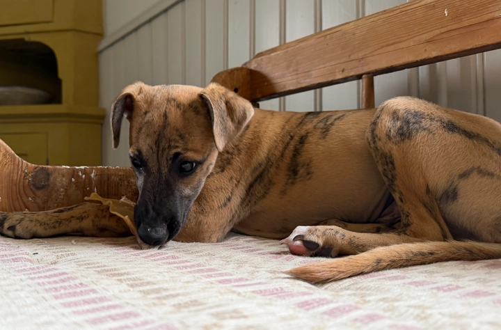 Bild för kategori Tuggben till valp