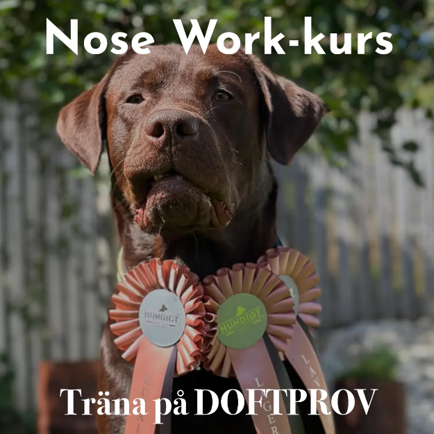 Bild på Nose Work-kurs Träna på doftprov