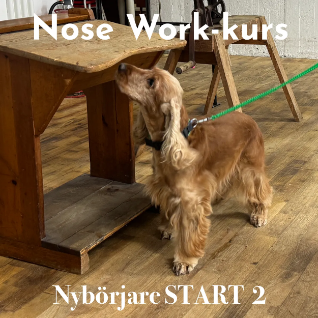 Bild på Nose Work nybörjarkurs START 2