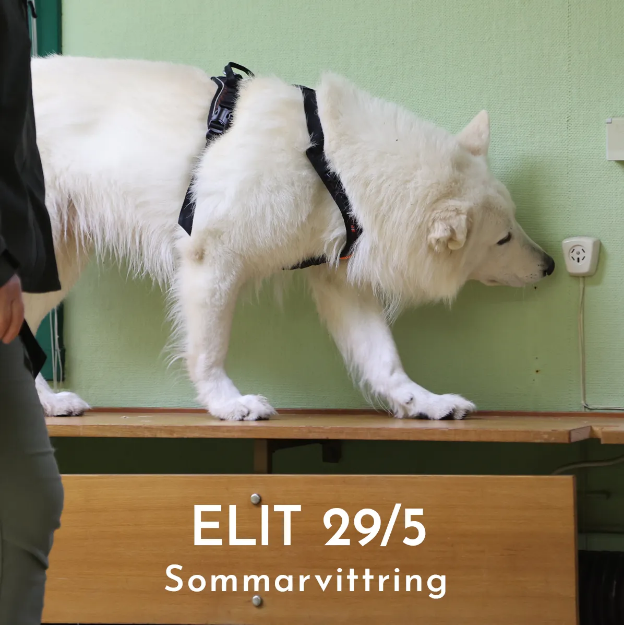 Bild på Officiell tävling NW Elit - Sommarvittring