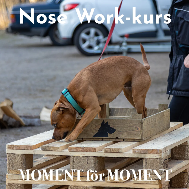 Nosework-kursen Moment för moment