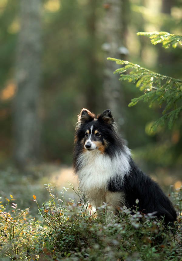 viltspÄr och personspÄr